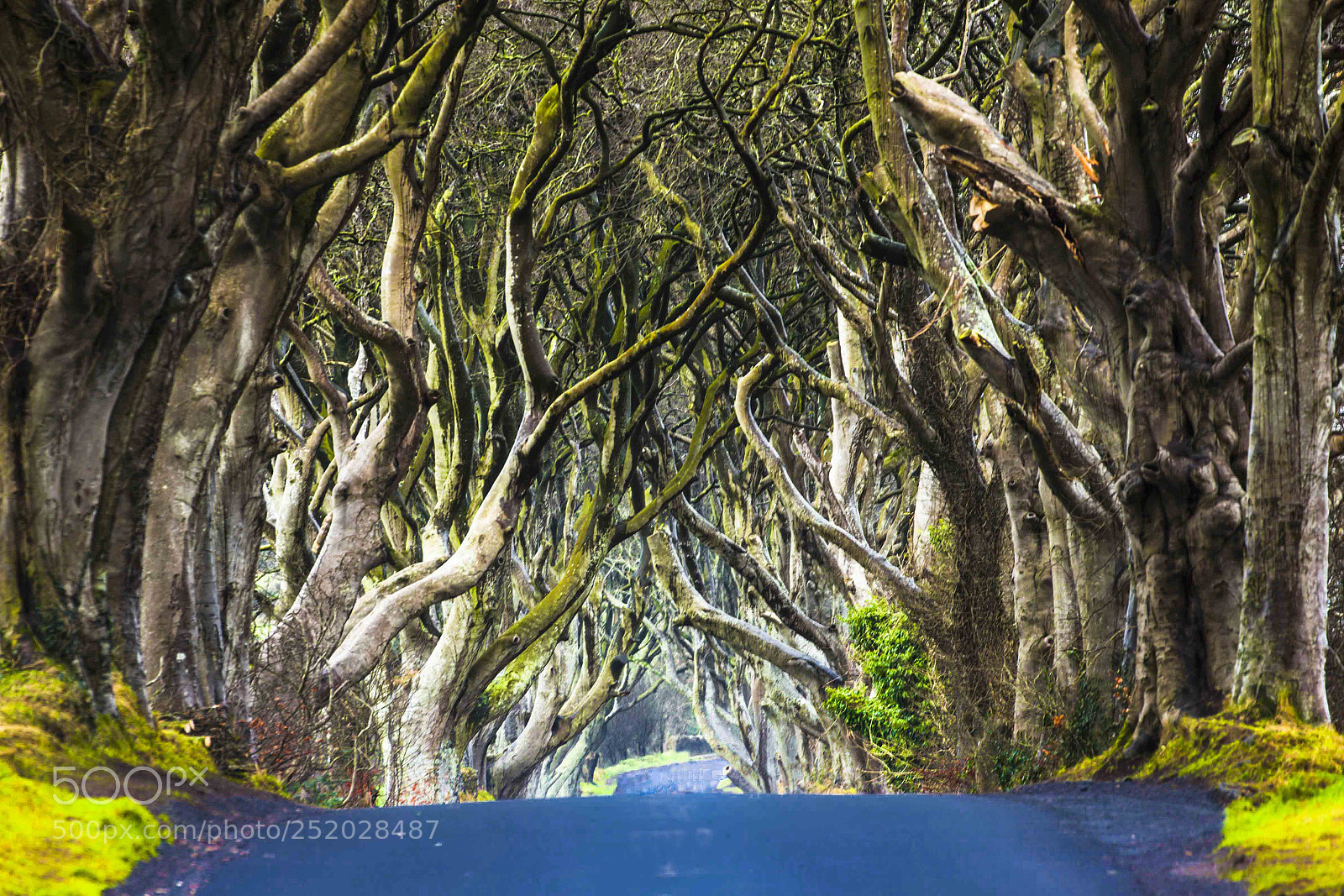 Canon EOS 5D Mark II sample photo. Game of trees photography