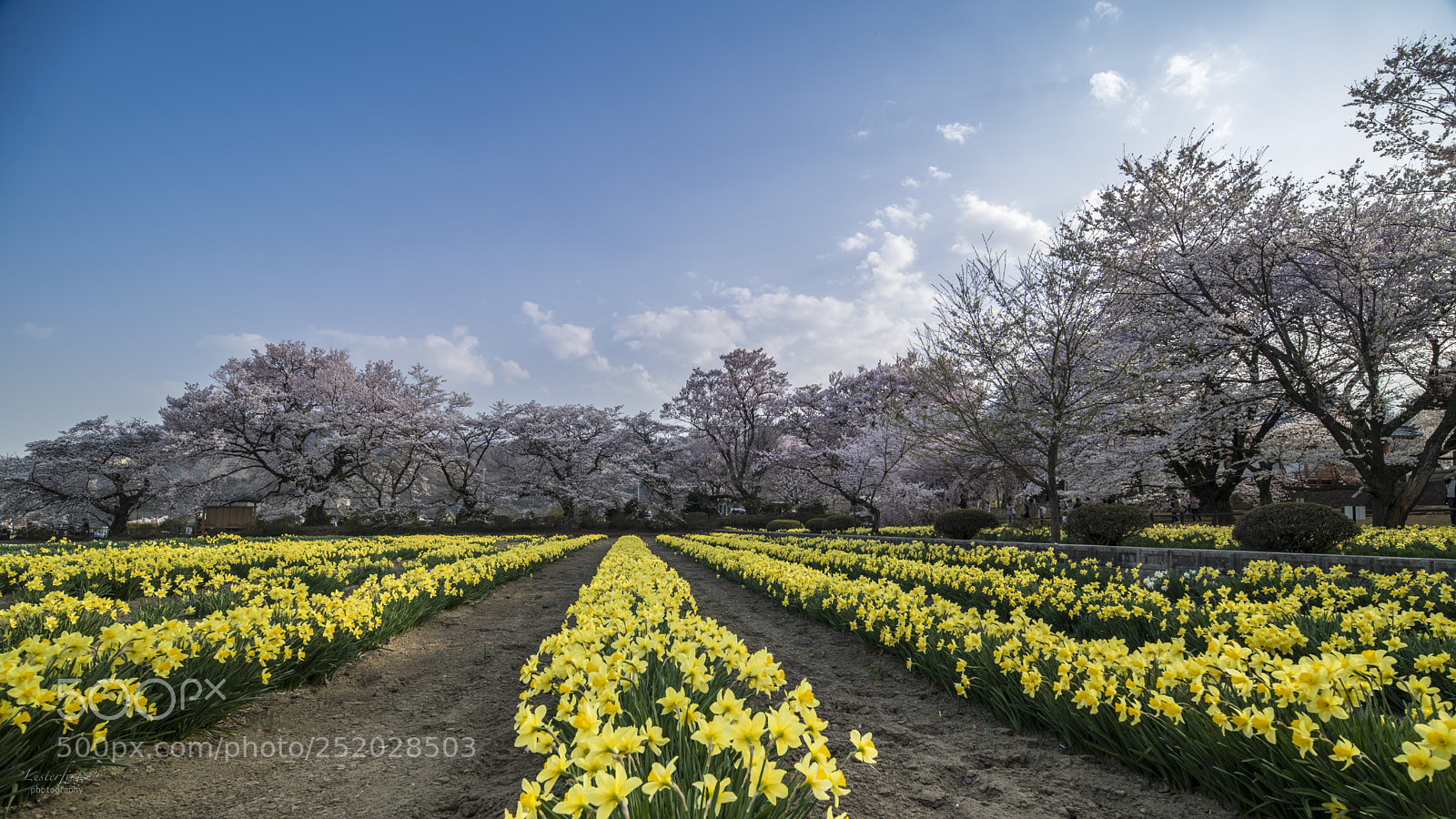 Nikon D850 sample photo. Springtime photography