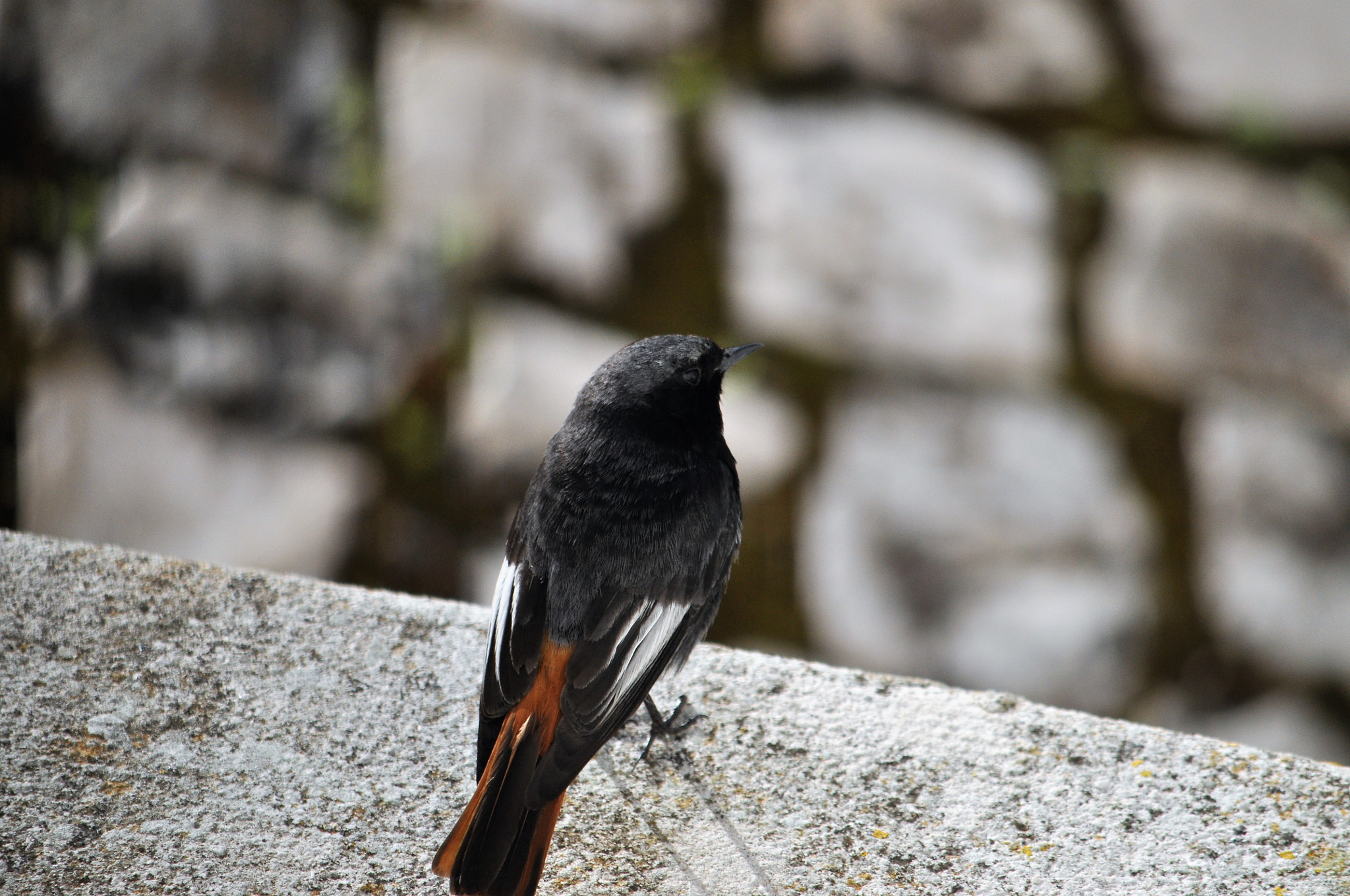 Nikon D90 sample photo. Rabirruivo photography