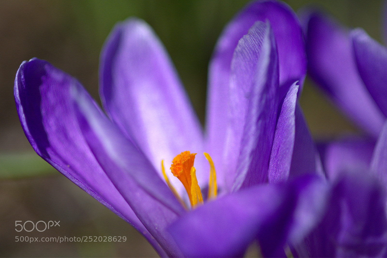 Nikon D7200 sample photo. Frühling photography