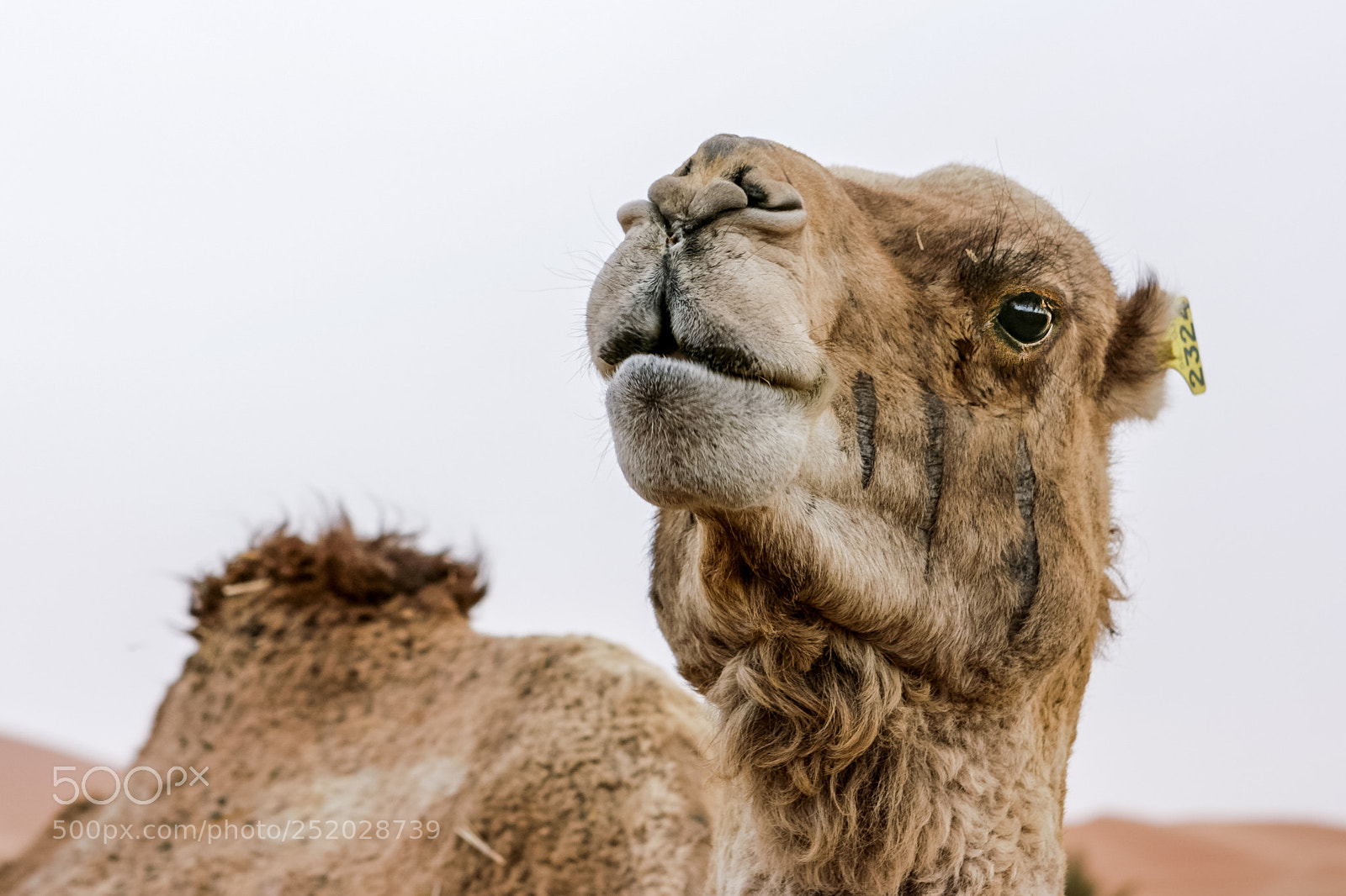 Canon EOS 400D (EOS Digital Rebel XTi / EOS Kiss Digital X) sample photo. Camel in sahara desert photography
