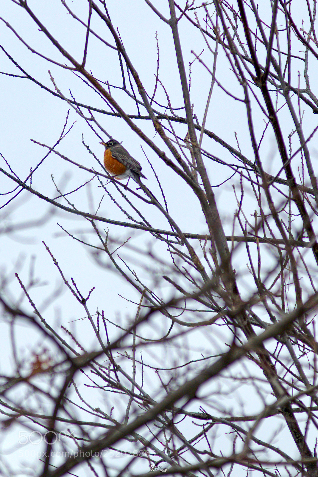 Canon EOS M5 sample photo. Bird on a branch photography