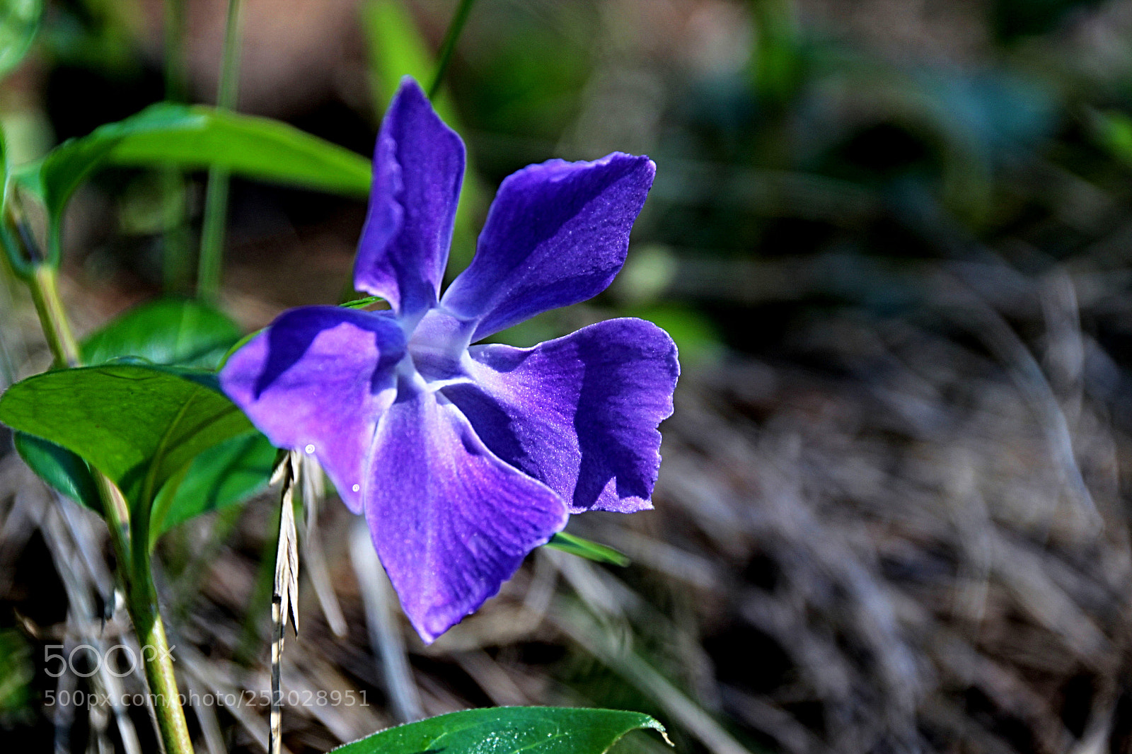 Canon EOS 600D (Rebel EOS T3i / EOS Kiss X5) sample photo. Flor lila photography