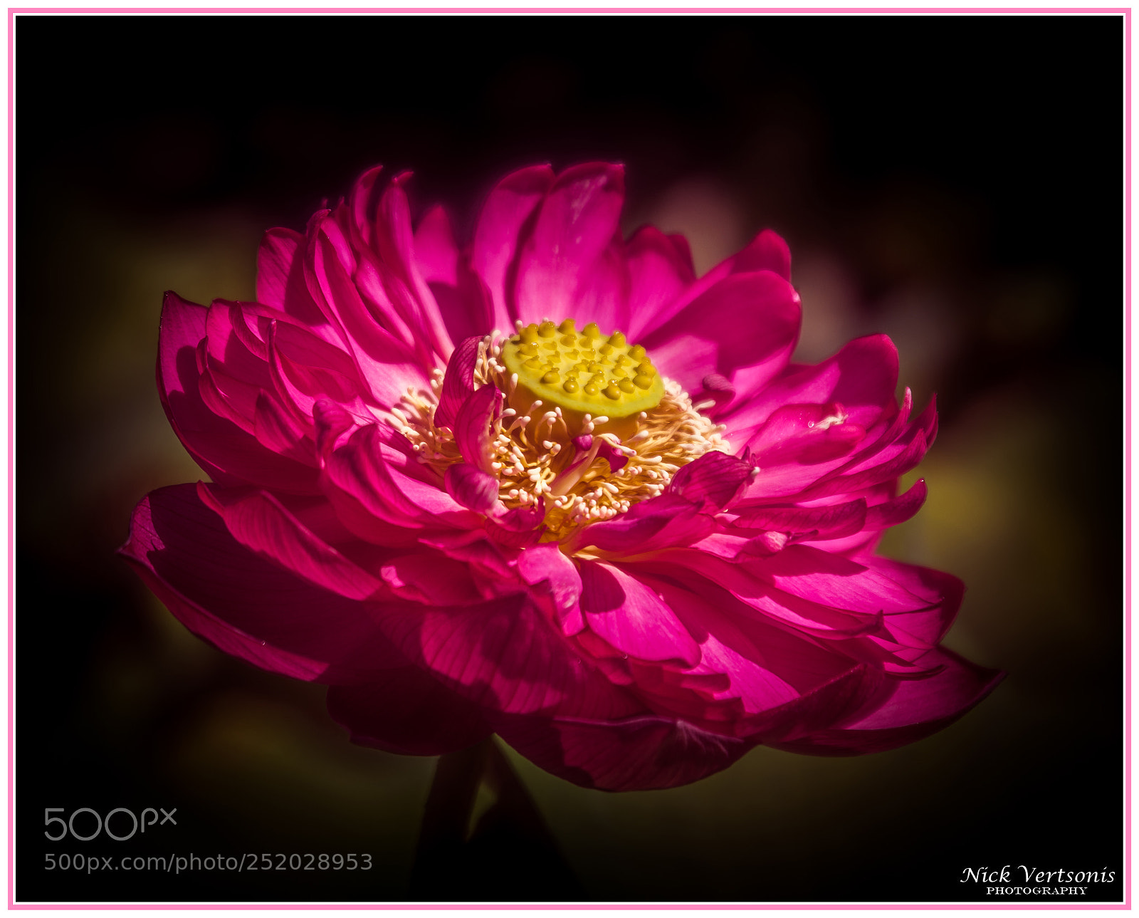 Nikon D7200 sample photo. Blooming beauty... photography