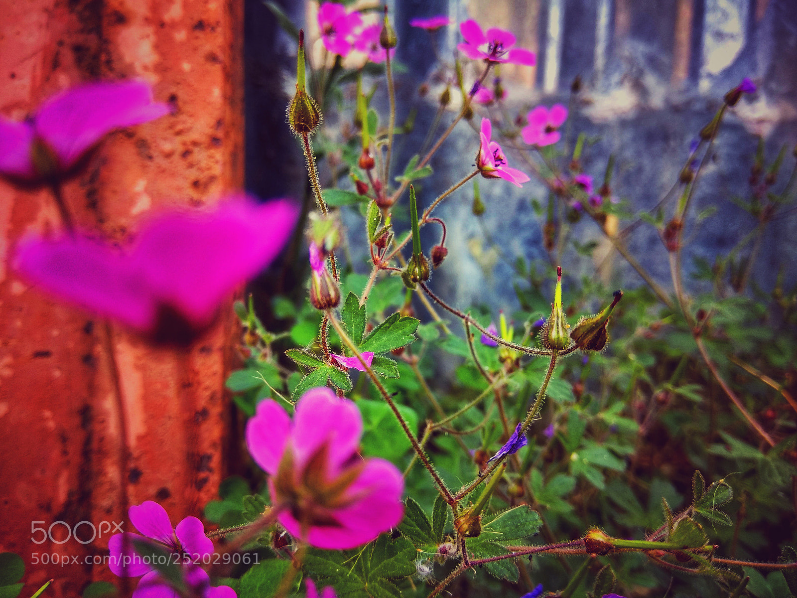 Xiaomi Redmi Note 4 sample photo. Untitled photography