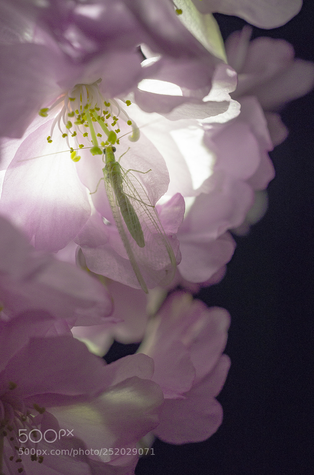 Pentax K-5 IIs sample photo. The visitor photography