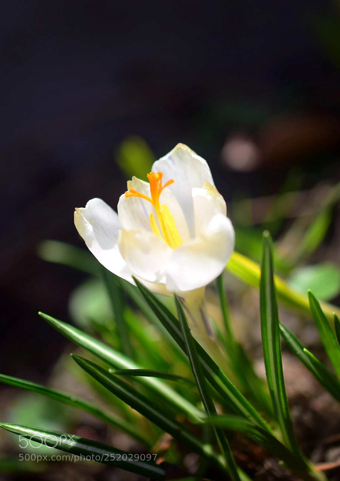 Nikon D5300 sample photo. Spring photography