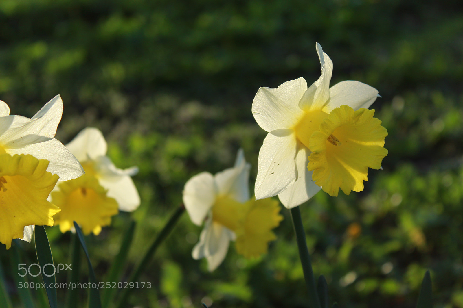 Canon EOS 1300D (EOS Rebel T6 / EOS Kiss X80) sample photo. Spring is coming ... photography