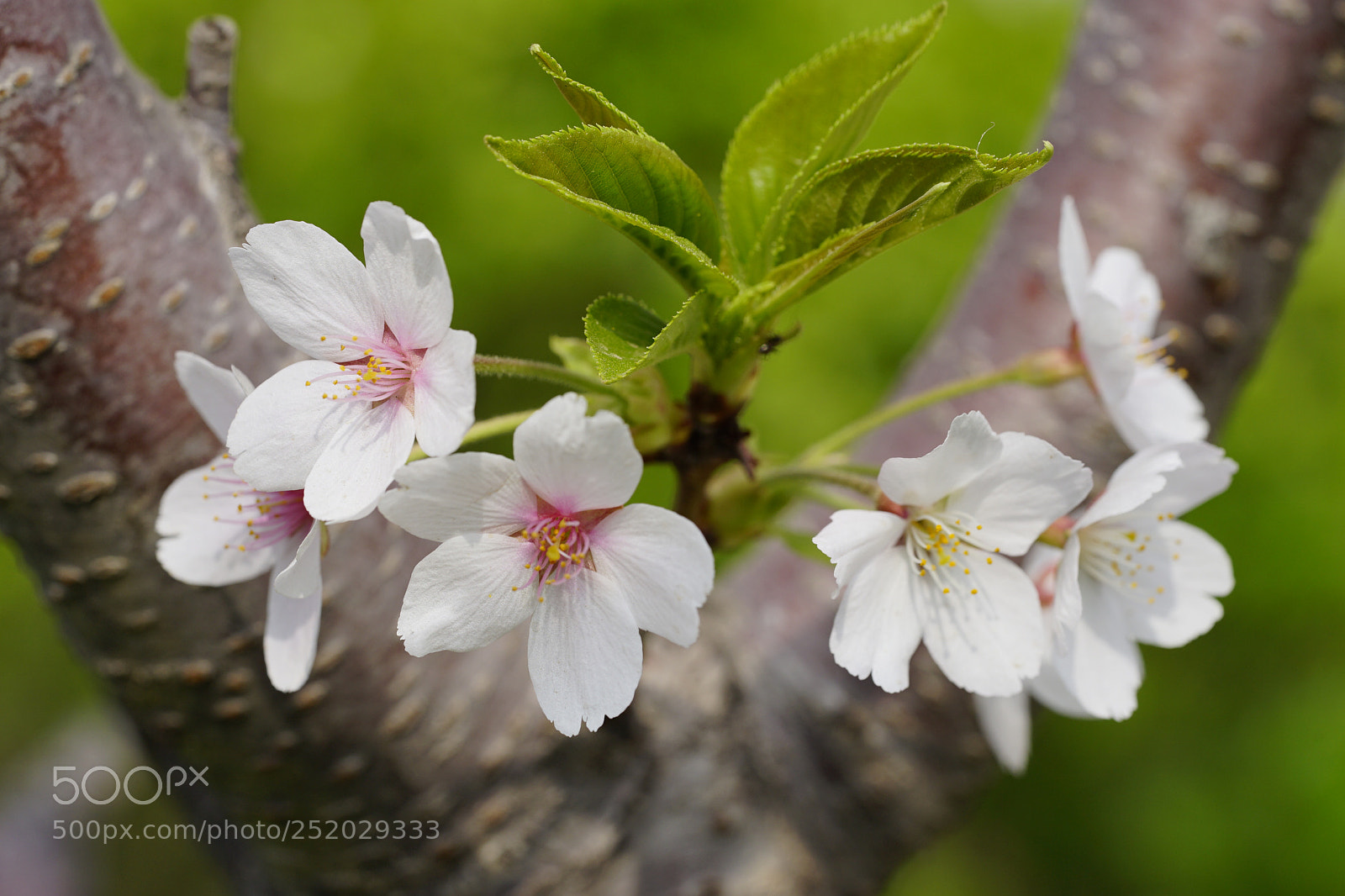 Sony a7 II sample photo. 該看誰？ photography
