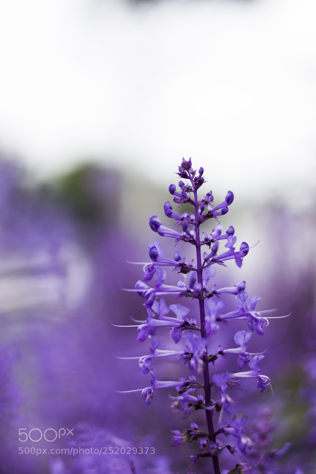 Nikon D3400 sample photo. Purple flowers photography