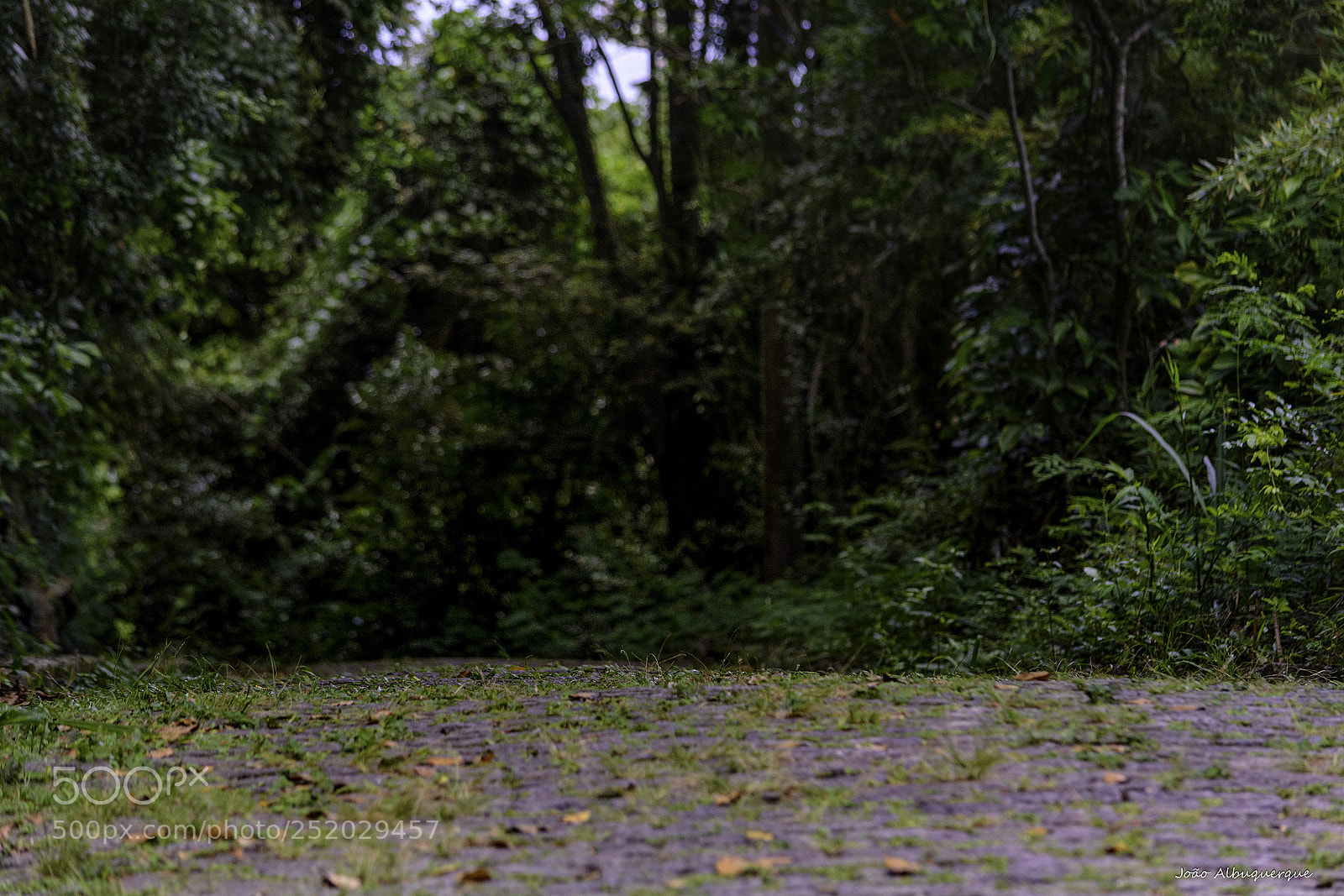 Nikon D5200 sample photo. The way of the photography