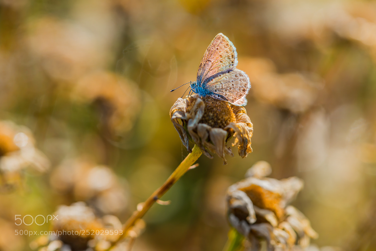 Nikon D800 sample photo. Butterfly photography