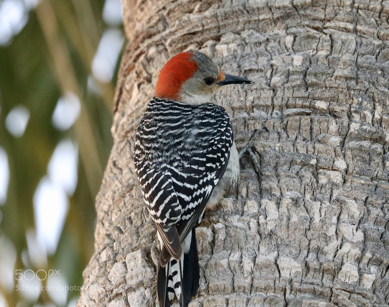 Canon EOS 80D sample photo. Red bellied woodpecker  photography