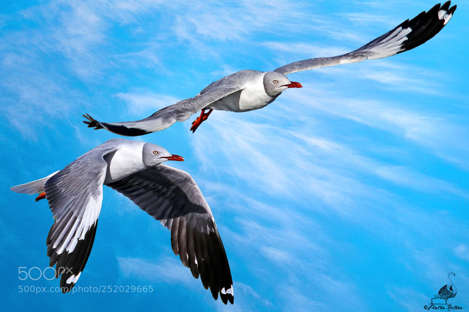Canon EOS 80D sample photo. Greyheaded gulls photography