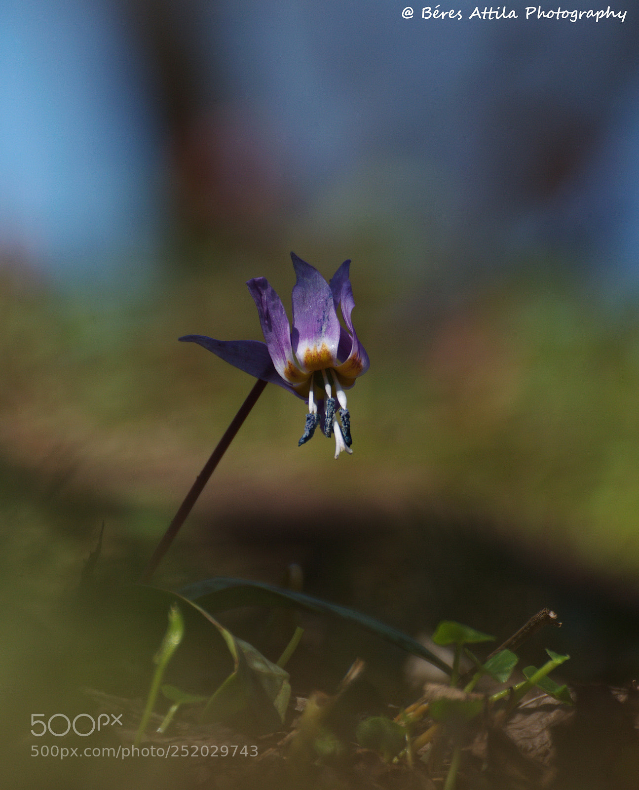 Nikon D3300 sample photo. Kakasmandikó (erythronium dens-canis) photography