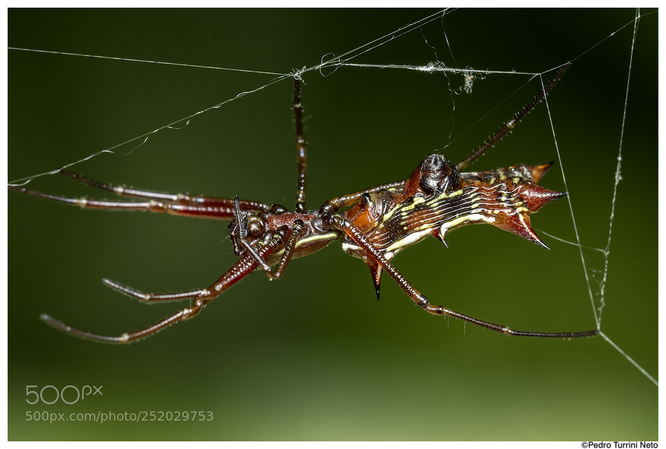 Canon EOS 600D (Rebel EOS T3i / EOS Kiss X5) sample photo. Micrathena sp spider photography