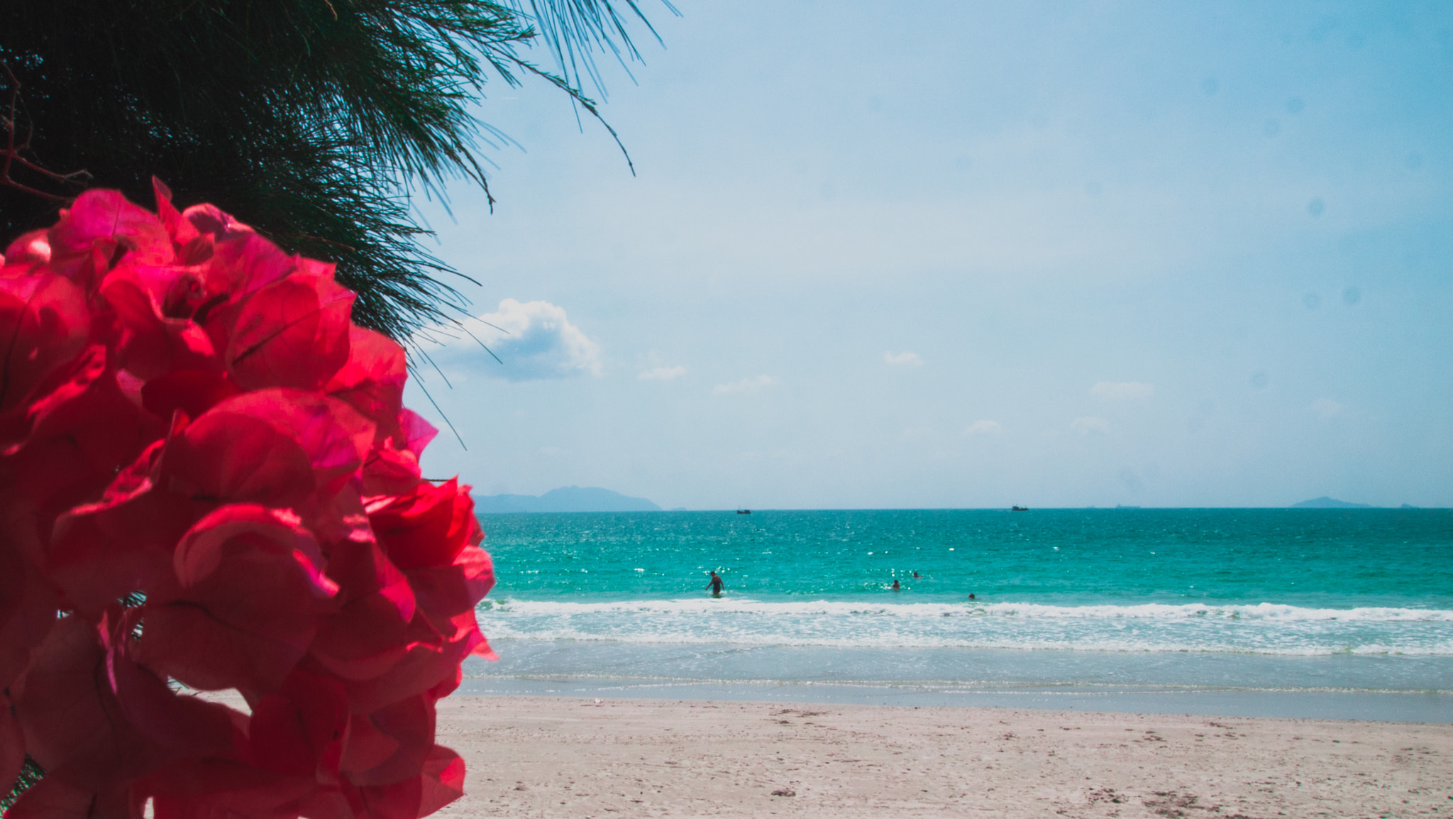 Olympus PEN E-P1 sample photo. Red flowers on the beach photography