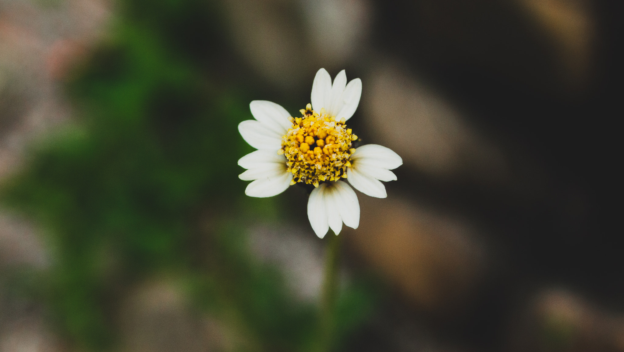 Olympus PEN E-P1 sample photo. Daisies by the beach photography