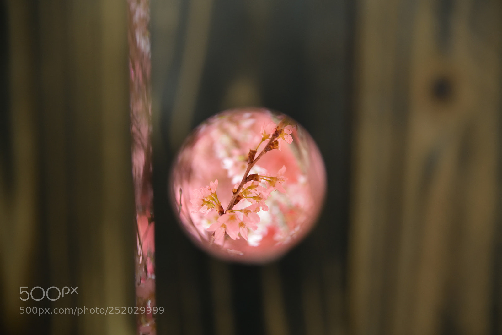 Nikon D850 sample photo. Cherry blossoms photography