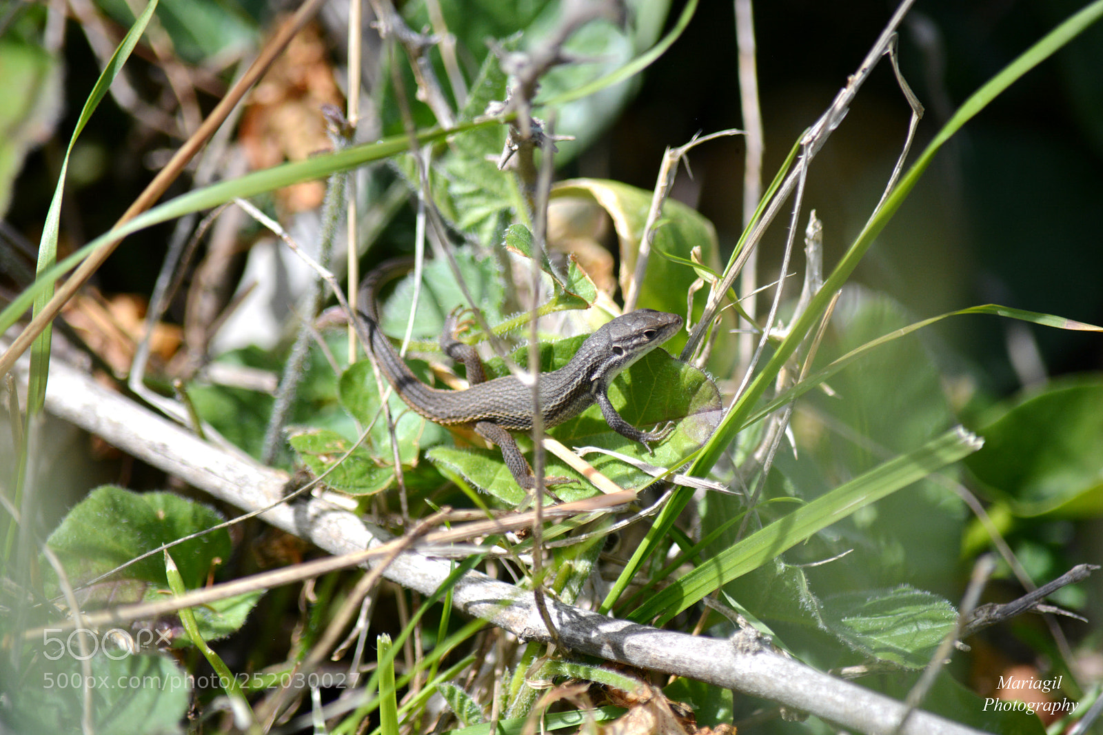 Nikon D5200 sample photo. Lagartija colilarga (psammodromus algirus) photography