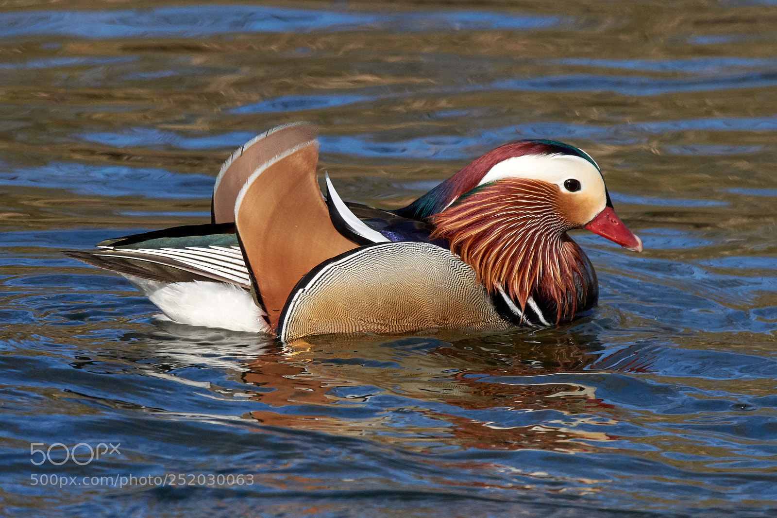 Nikon D7200 sample photo. Mandarin photography