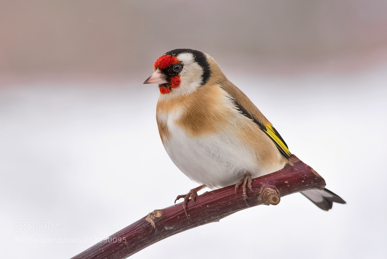 Nikon D7200 sample photo. Goldfinch photography