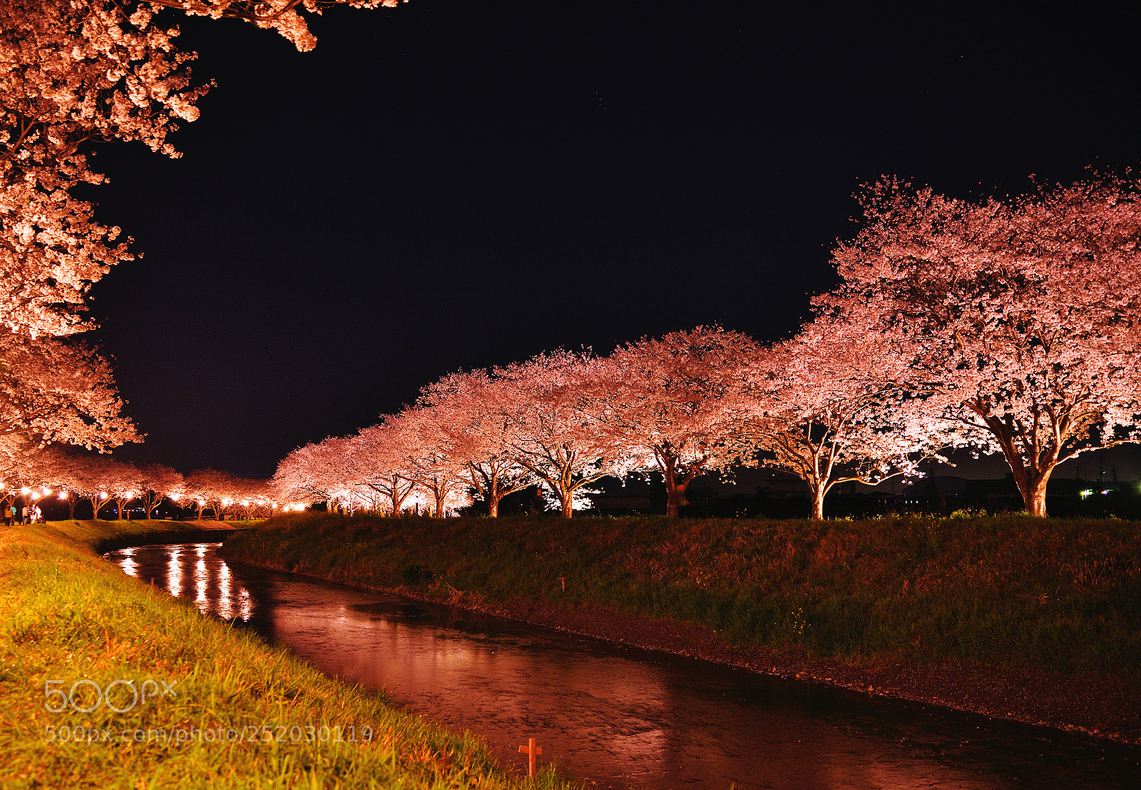 Nikon D850 sample photo. Cherry blossoms photography