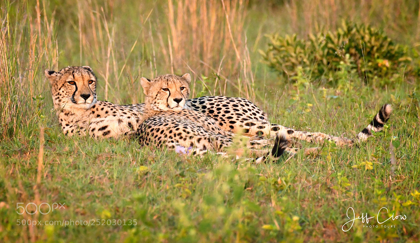Nikon D500 sample photo. Two cheetahs in the photography