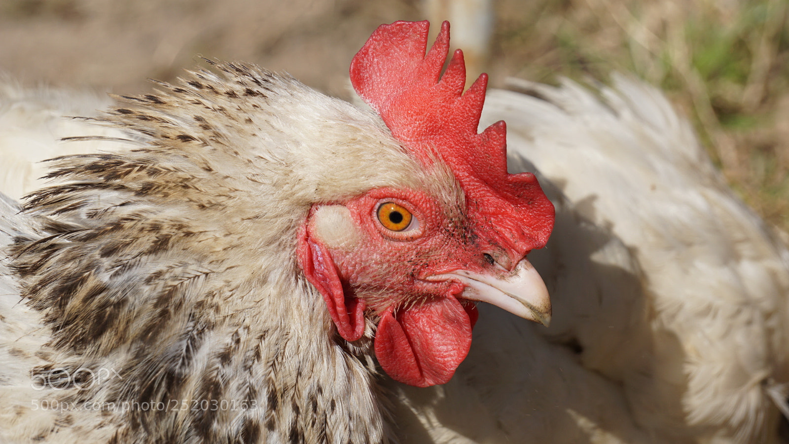 Sony a6000 sample photo. Chicken photography