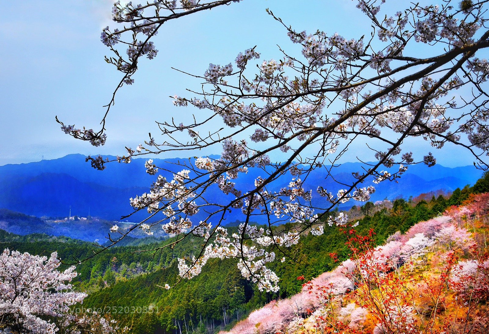 Nikon D3300 sample photo. Cherry blossoms all over photography