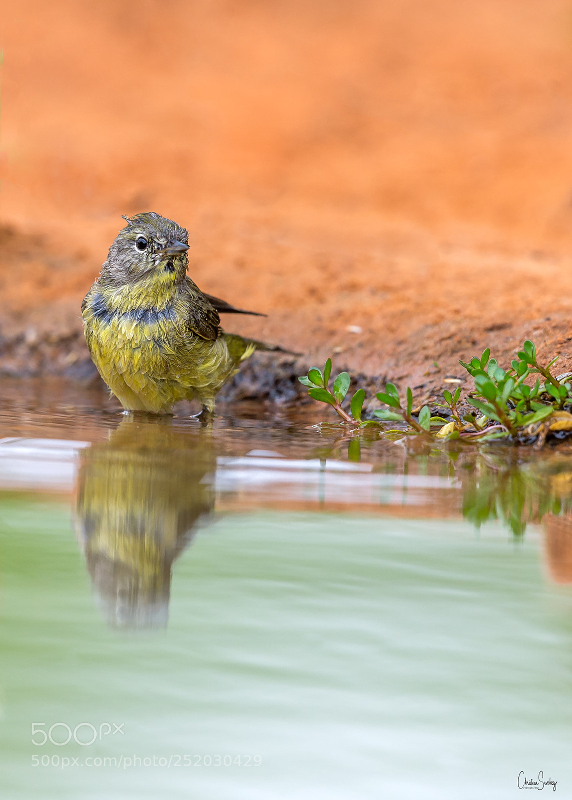 Nikon D4 sample photo. Orange-crowned warbler photography