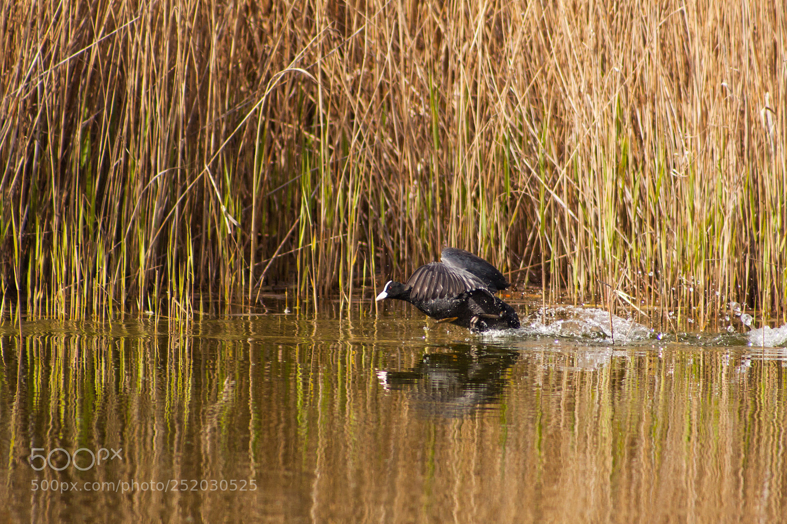 Canon EOS 500D (EOS Rebel T1i / EOS Kiss X3) sample photo. Bird on a lake photography