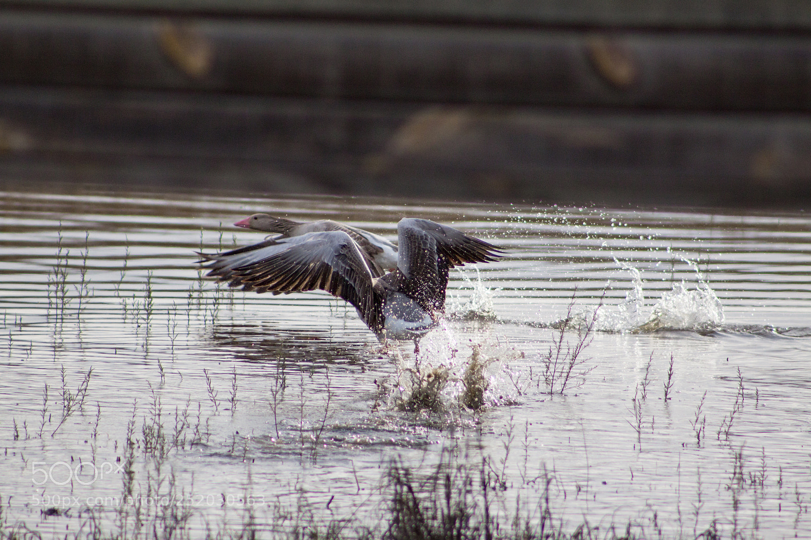 Canon EOS 500D (EOS Rebel T1i / EOS Kiss X3) sample photo. Bird on the water photography
