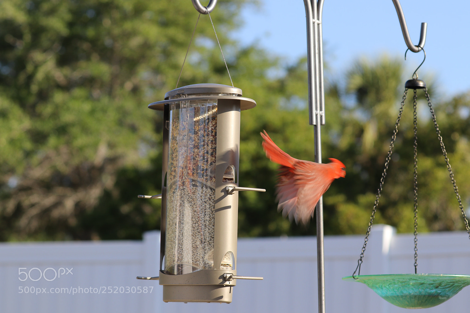 Canon EOS 80D sample photo. Take off red cardinal  photography