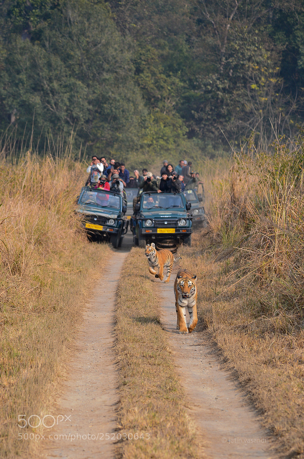 Nikon D600 sample photo. Notorious cub photography