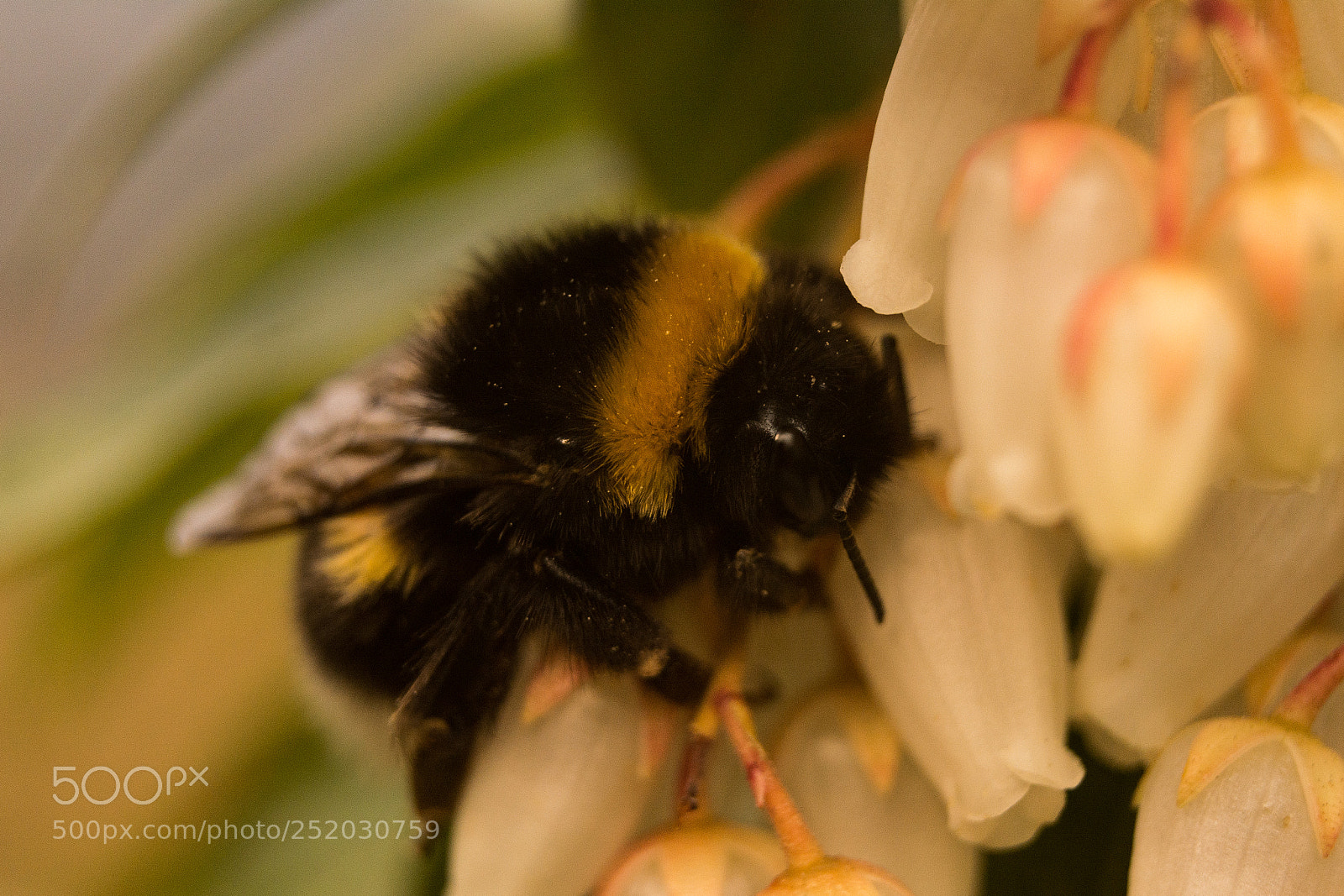 Nikon D5200 sample photo. Bombus photography