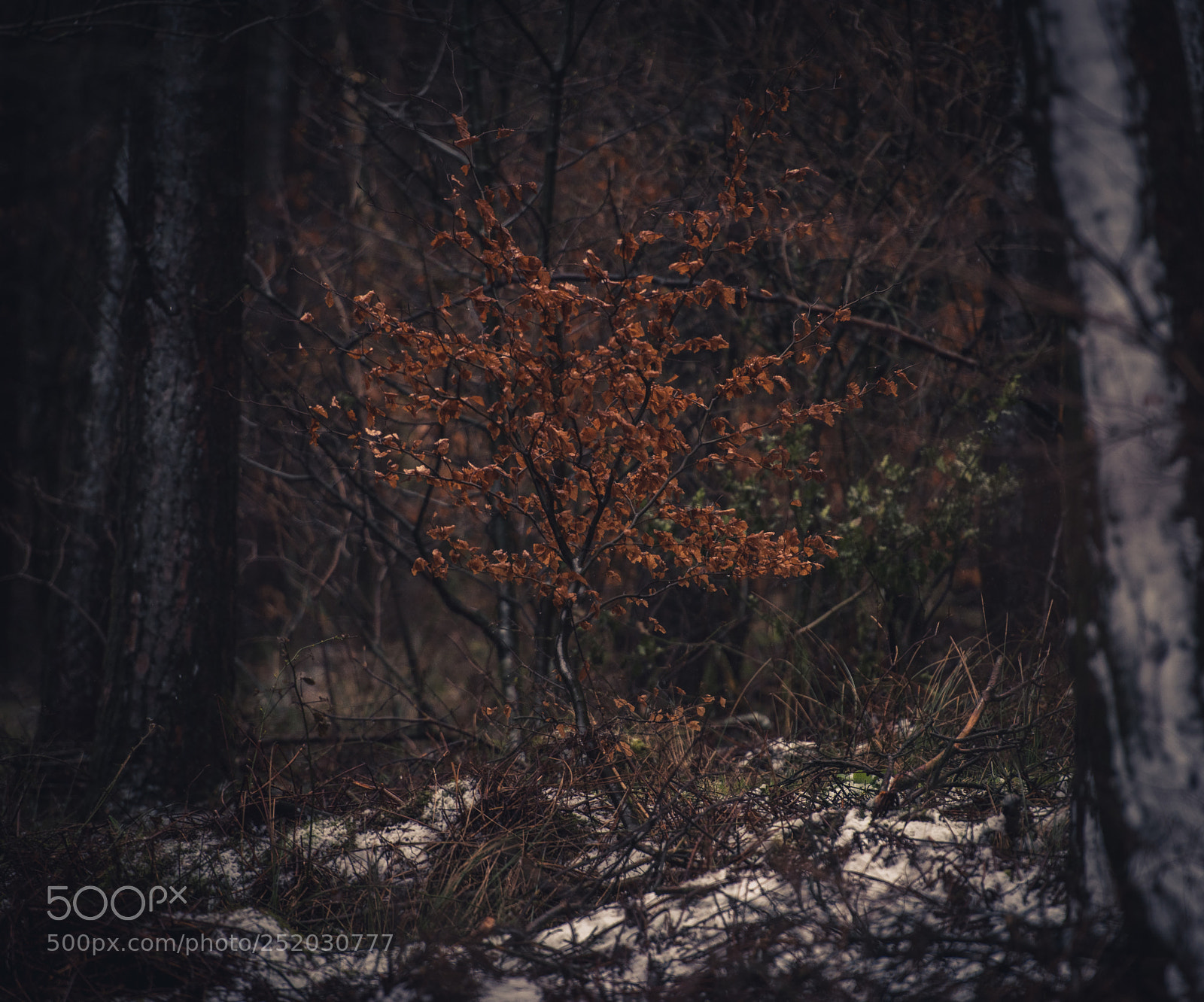 Nikon D810 sample photo. Trees photography
