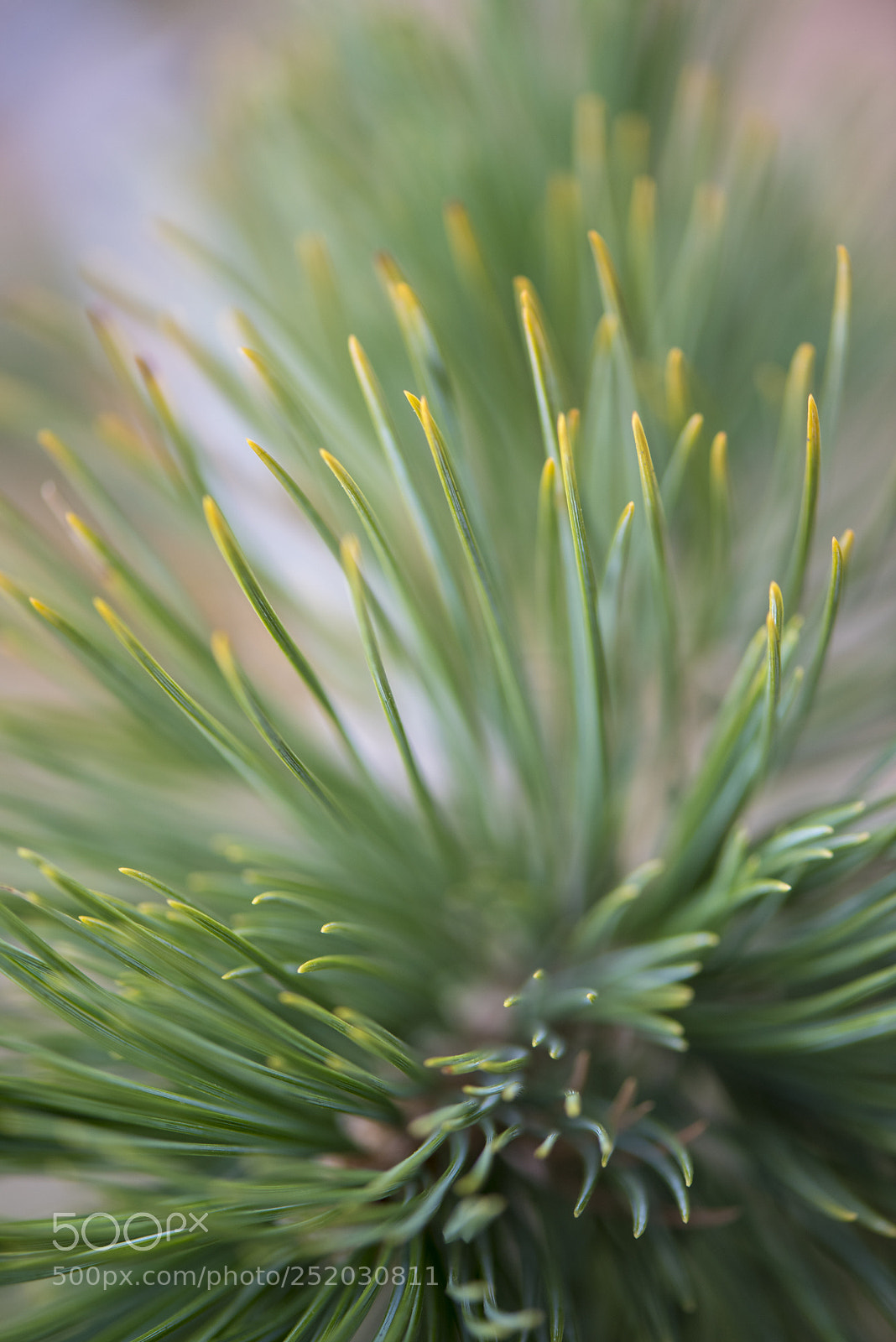 Nikon D810 sample photo. Pine needles photography