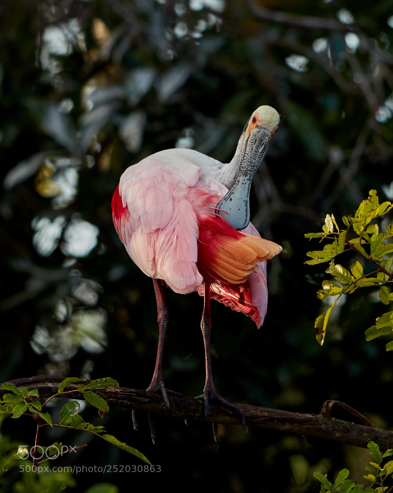 Canon EOS 5DS R sample photo. 04-03-18-0010475.jpg photography