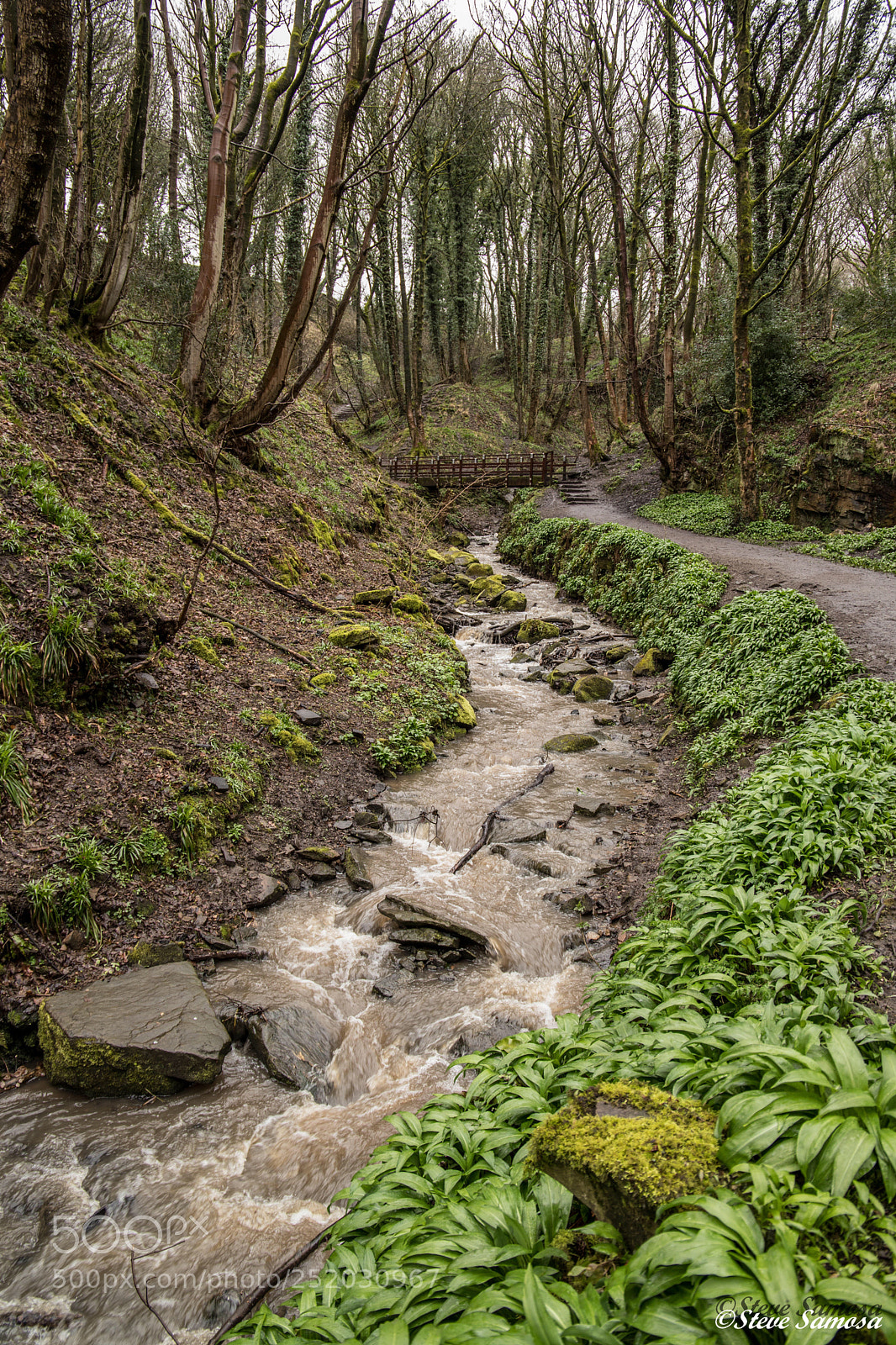 Canon EOS 6D Mark II sample photo. Wild garlic photography