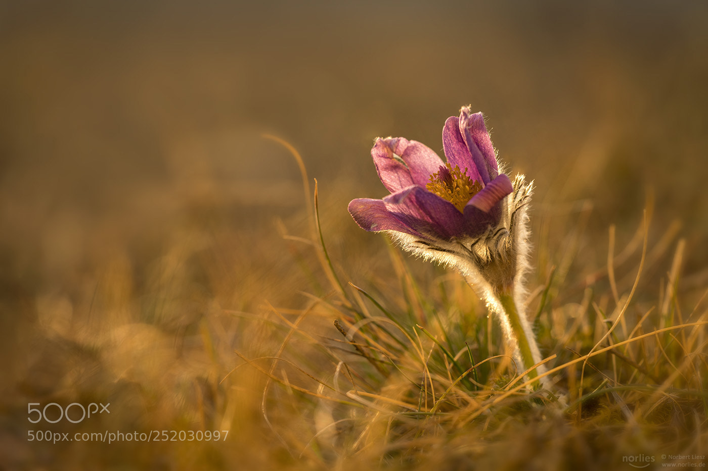 Nikon D850 sample photo. Pulsatilla vulgaris photography