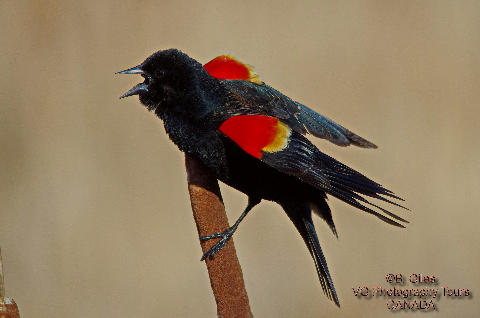 Sigma 150-500mm F5-6.3 DG OS HSM sample photo. Springtime!!! photography