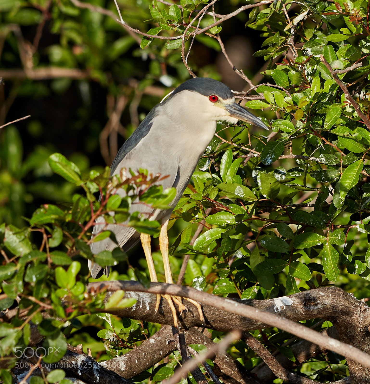 Canon EOS 5DS R sample photo. 04-03-18-0010353.jpg photography