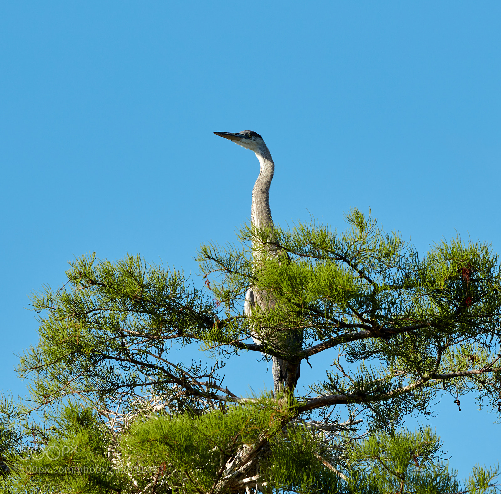 Canon EOS 5DS R sample photo. 04-03-18-0010346.jpg photography