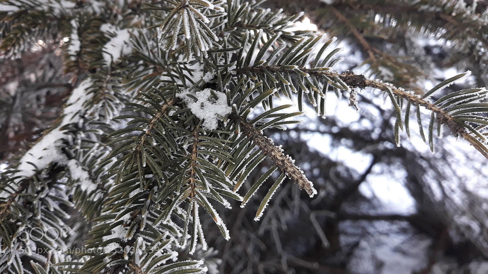 Samsung Galaxy J7 sample photo. Snow on christmas tree photography