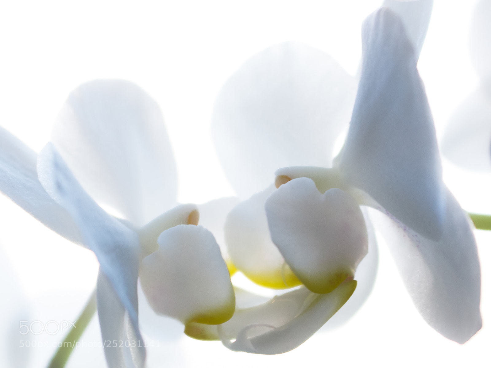 Canon EOS 700D (EOS Rebel T5i / EOS Kiss X7i) sample photo. Orchids photography