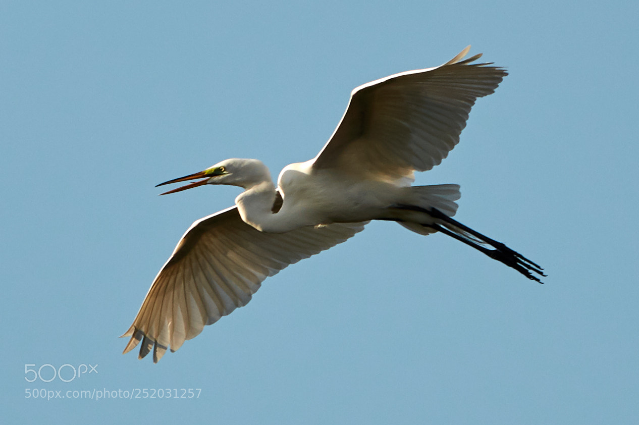 Canon EOS 5DS R sample photo. 04-03-18-0010323.jpg photography