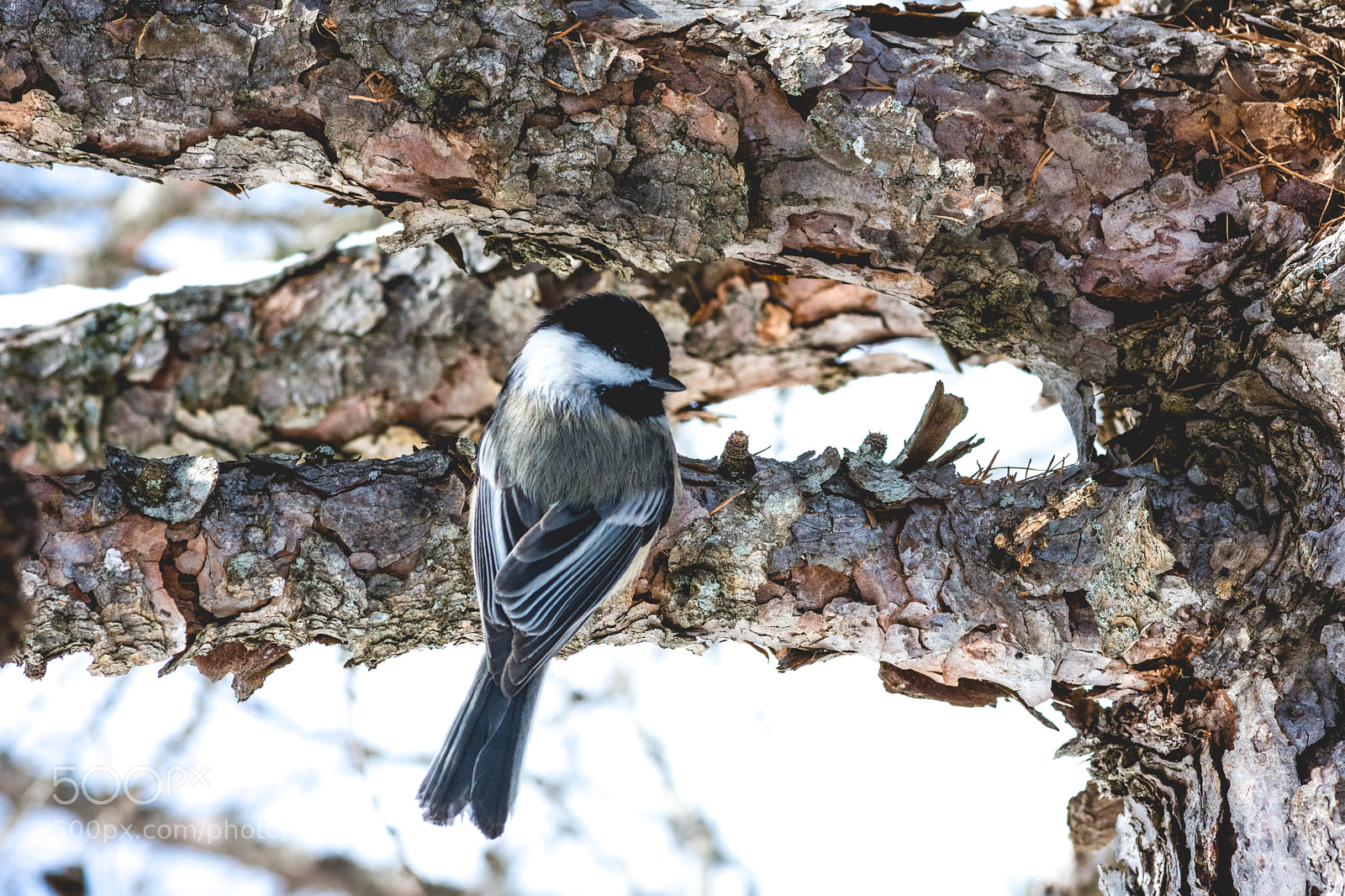 Nikon D7200 sample photo. Black- capped chickadee photography
