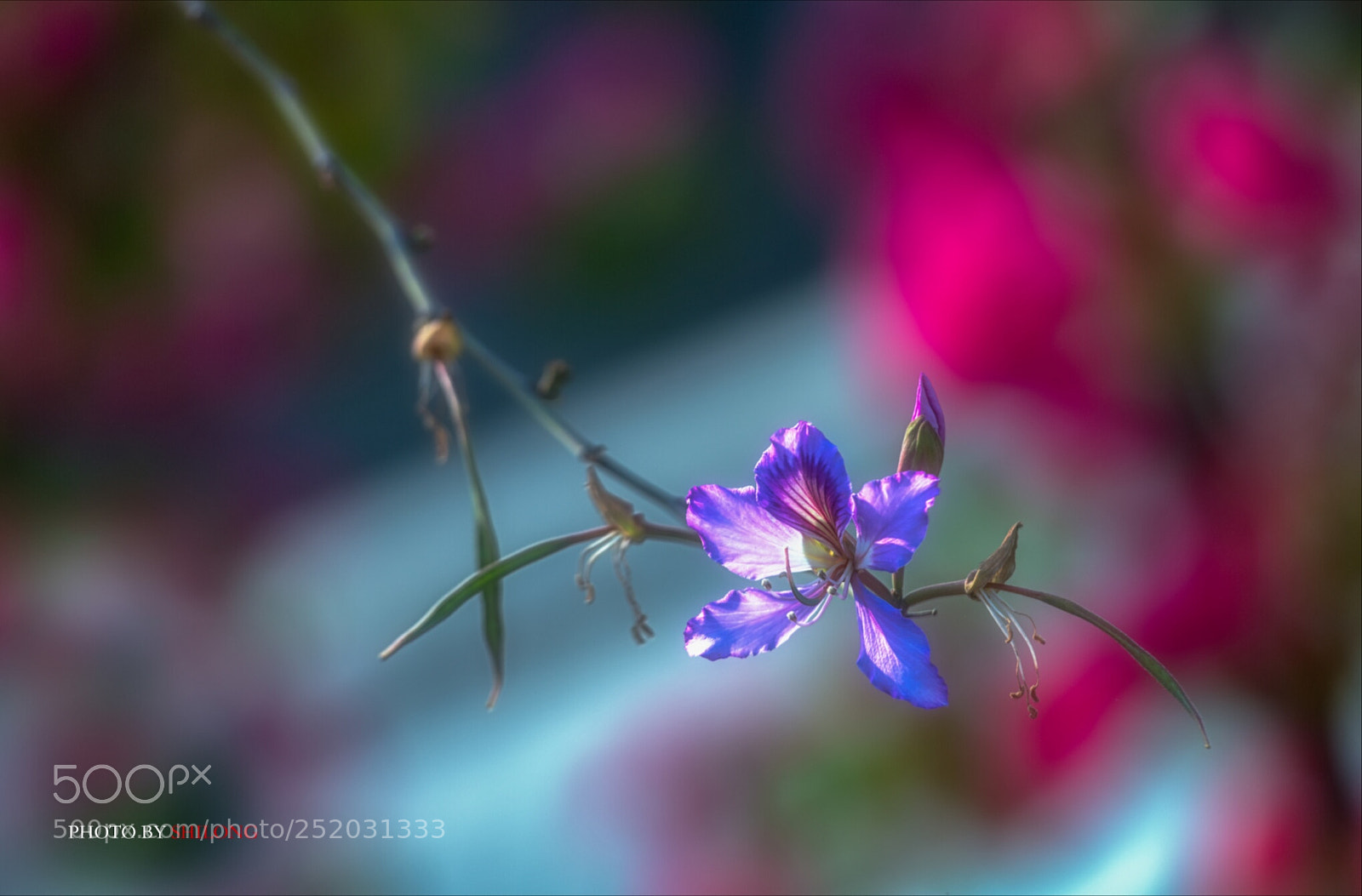 Nikon D5 sample photo. 洋紫荆花 photography