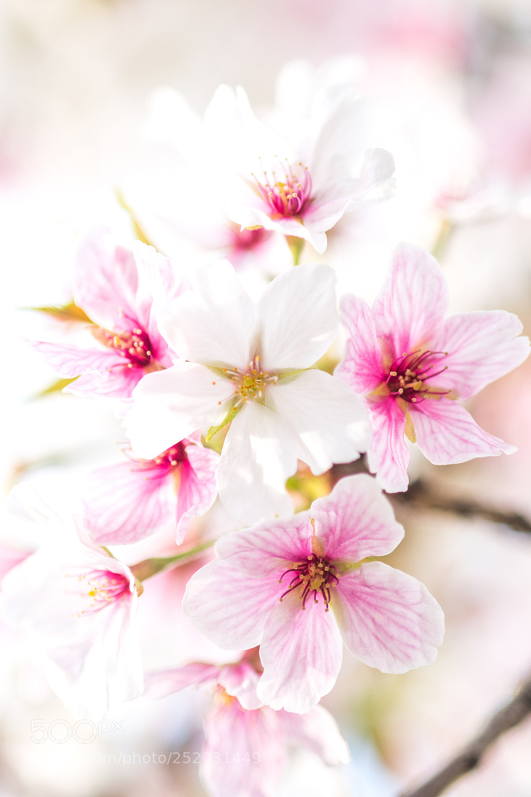 Nikon D500 sample photo. Cherry-blossom color photography